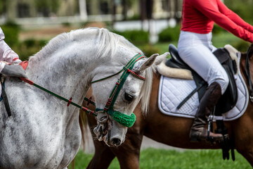 beautiful horse of light color close-up on the hippodrome