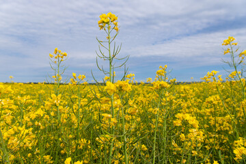 Blooming canola field. Rape on the field in summer. Bright Yellow rapeseed oil. Flowering rapeseed. with blue sky and clouds