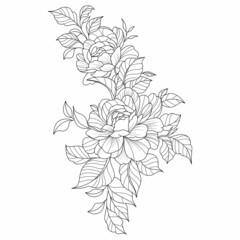 flowers drawing with lineart on white backgrounds.