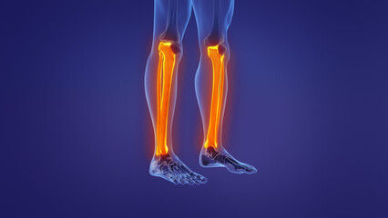 Anatomy of the human leg	