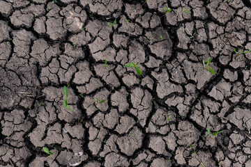 Dry earth soil. Ground with small yong green sprout. Grunge texture. Dried cracked texture and background.