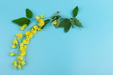 Flowers of yellow acacia on blue background. Caragana's arborescens blooming. Yellow flower background.