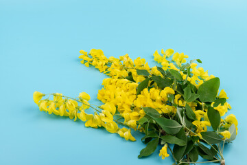 Flowers of yellow acacia on blue background. Caragana's arborescens blooming. Yellow flower background.