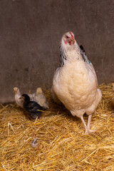 Farm hen with chicks a few days old. 
