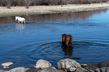 Two horses crossing the Salt river in Arizona