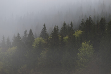 Spring mountain view of the foggy forest, in Bucovina