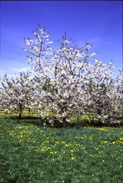 Obstbluete in Fahnern, Thueringen, Deutschland, Europa  -
Fruit blossom in Fahnern, Thuringia, Germany, Europe 