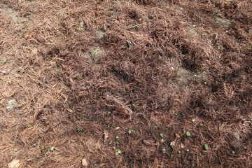 brown background of pine tree design for natural and seasonal concept