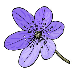 Hepatica nobilis elements. Hand drawn spring flower. Delicate buds, petals, leaves. Contour vector design for coloring, printing, poster, textiles, books.