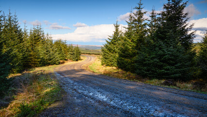 Fototapeta na wymiar Kielder Forest Drive winding through conifer plantation, in the Dark Skies section of the Northumberland 250, a scenic road trip though Northumberland with many places of interest along the route 