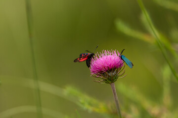 Mountains of the Italian Dolomites