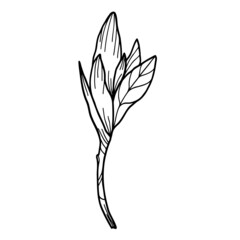 illustration of a flower