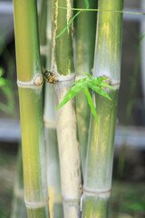 Fototapeta na wymiar Bamboo trees on nature background.