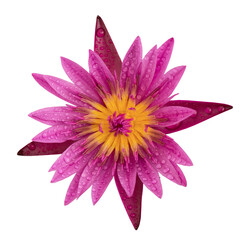 Water lily lotus flower on nature background with clipping path.top view.