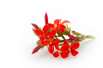 Kalanchoe Flower. Colors of Nature