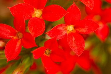Kalanchoe Flower. Colors of Nature