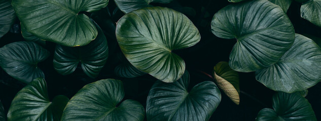 Fototapeta premium green tropical leaf background