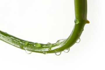  Macro of water drop on branch