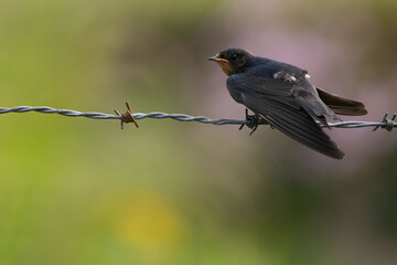 Hirondelle © francois