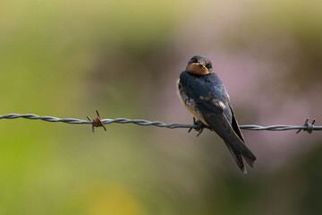 Hirondelle © francois