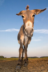 Portrait of funny cartoon like donkey on pasture