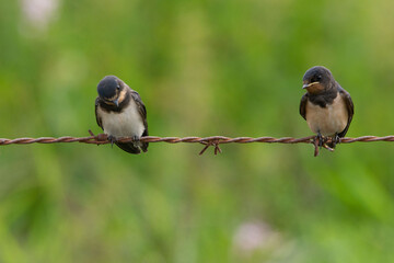 Hirondelle © francois