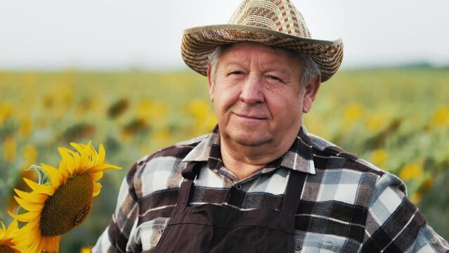 Agriculture technology. Senior farmer using digital tablet and examining crop of sunflowers in field. The farmer inspects the sunflower field. Mature farmer checks sunflower harvest.