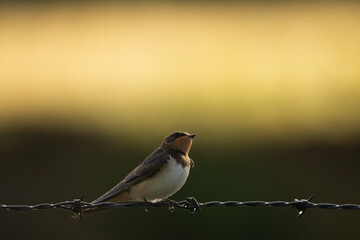 Hirondelle © francois