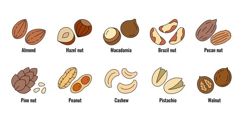 Nuts icon set. Vector linear flat color icons of nuts isolated on white background. 
Almond, cashew,hazelnut,macadamia,peanut, pistachio, walnut, brazil nut, pine nut, pecan nut collection.