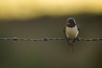 Hirondelle © francois