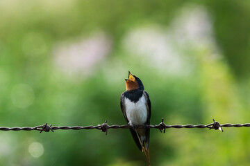 Hirondelle © francois