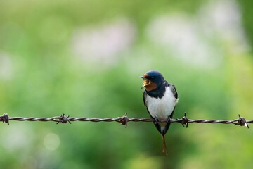 Hirondelle