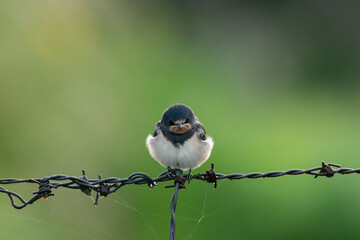 Hirondelle © francois