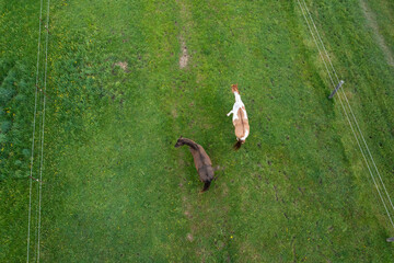 horses in the stable  eating grass drone views 