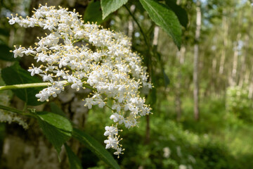 white flower of elder bush in early summer