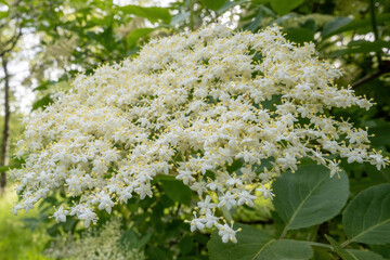 white flower of elder bush in early summer