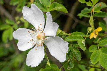 Flowers of a Rosa canina in the sun