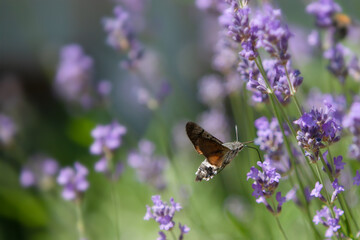Hummingbird hawkmoth hovering in a field of lavender