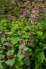 Pink flowers of spotted dead-nettle Lamium maculatum. Lamium maculatum flowers