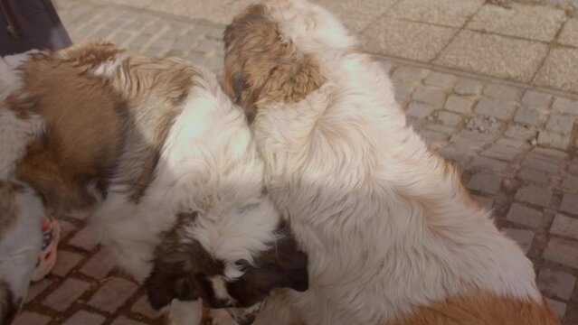 Two big dogs are playing in the sun. Pets become more excitable or agitated and experience heightened libido. Dog become more energetic at spring. 09.04.2022 Pribram, Czech Republic
