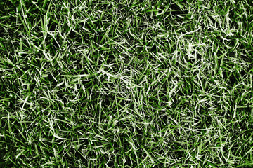 Forest ground texture. Green grass earth environment background. Tree forest plant litter pattern. Green grass top view texture. Home lawn background. Garden natural path pattern.