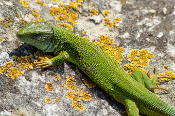 Lacerta viridis, Green and blue lizard with ticks, macro photo of a lizard, European green lizard