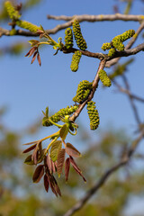 Walnut tree in blossom, male flowers on branches. Walnut tree in blossom, male flowers on branches. Sunny day, blue sky, early spring