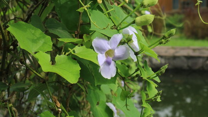 purple flower