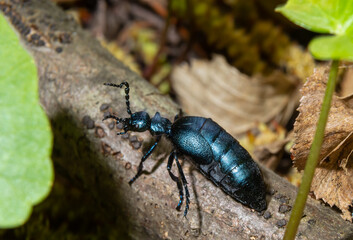Violet oil beetle, Meloe violaceus feeding on grass, macro photo
