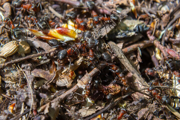 Formica rufa, also known as the red wood ant in spring