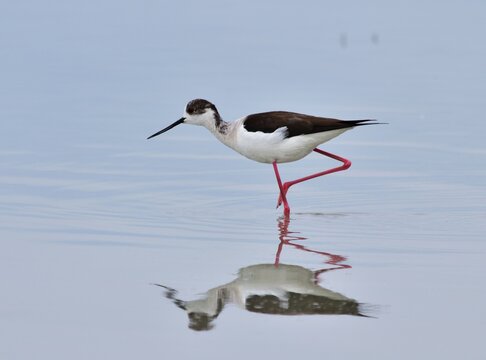 Stelzenl&auml;ufer (Himantopus himantopus) am Zicksee