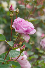 薔薇（プラムパーフェクト）　Plum Perfect