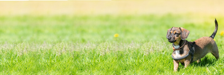 Naklejka na ściany i meble Miniature Dachshund standing in long grass.