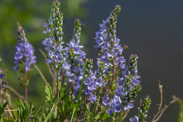In the spring, Veronica prostrata blooms in the wild among grasses